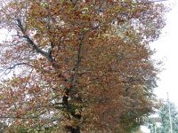 So�tysowice - nie szczepione