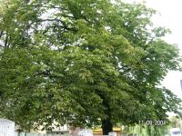 So�tysowice - szczepione